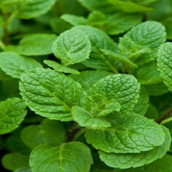 Mentha (Mint)